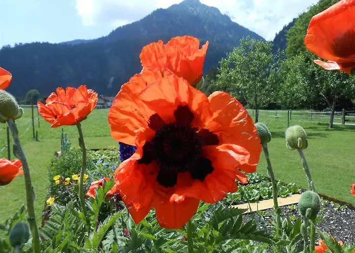 アパート Haus Heiserer Musau