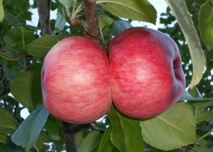 Haus Heiserer Διαμέρισμα Musau